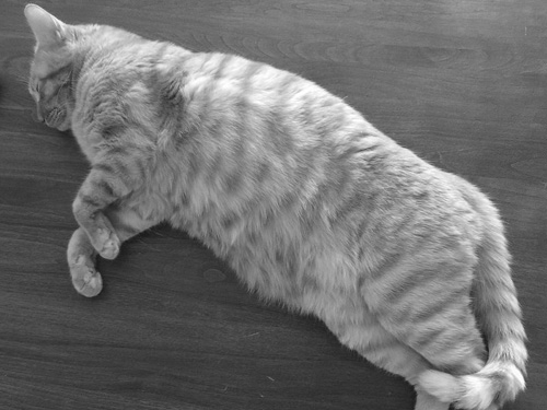 ��_��t�̌��b���X�g���b�`